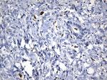 MSR1 Antibody in Immunohistochemistry (Paraffin) (IHC (P))