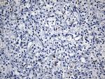 MSR1 Antibody in Immunohistochemistry (Paraffin) (IHC (P))