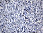 MSR1 Antibody in Immunohistochemistry (Paraffin) (IHC (P))