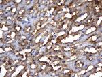 MSRB3 Antibody in Immunohistochemistry (Paraffin) (IHC (P))