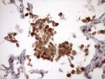 MST1 Antibody in Immunohistochemistry (Paraffin) (IHC (P))