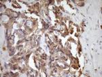 MST1 Antibody in Immunohistochemistry (Paraffin) (IHC (P))
