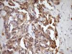 MST1 Antibody in Immunohistochemistry (Paraffin) (IHC (P))