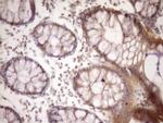 MST1 Antibody in Immunohistochemistry (Paraffin) (IHC (P))