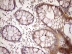 MST1 Antibody in Immunohistochemistry (Paraffin) (IHC (P))
