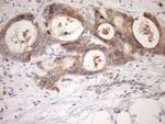 MST1 Antibody in Immunohistochemistry (Paraffin) (IHC (P))