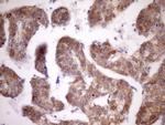 MST1 Antibody in Immunohistochemistry (Paraffin) (IHC (P))