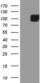 MST1 Antibody in Western Blot (WB)