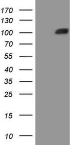 MST1 Antibody in Western Blot (WB)