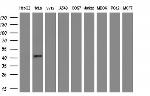 MSTN Antibody in Western Blot (WB)