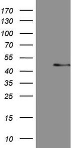 MSTN Antibody in Western Blot (WB)