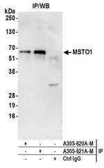 MSTO1 Polyclonal Antibody