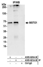 MSTO1 Polyclonal Antibody