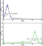 MTBP Antibody in Flow Cytometry (Flow)