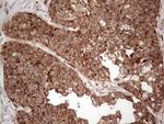 MTDH Antibody in Immunohistochemistry (Paraffin) (IHC (P))