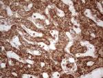 MTDH Antibody in Immunohistochemistry (Paraffin) (IHC (P))
