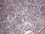 MTDH Antibody in Immunohistochemistry (Paraffin) (IHC (P))