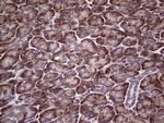 MTDH Antibody in Immunohistochemistry (Paraffin) (IHC (P))