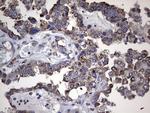MTDH Antibody in Immunohistochemistry (Paraffin) (IHC (P))