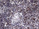 MTDH Antibody in Immunohistochemistry (Paraffin) (IHC (P))