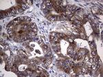 MTDH Antibody in Immunohistochemistry (Paraffin) (IHC (P))