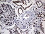 MTDH Antibody in Immunohistochemistry (Paraffin) (IHC (P))