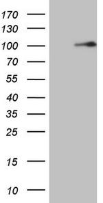 MTDH Antibody in Western Blot (WB)