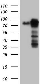 MTDH Antibody in Western Blot (WB)