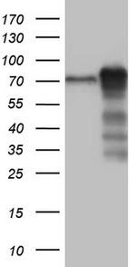 MTDH Antibody in Western Blot (WB)