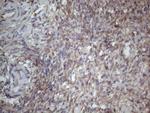 MTF1 Antibody in Immunohistochemistry (Paraffin) (IHC (P))