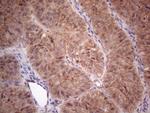 MTF1 Antibody in Immunohistochemistry (Paraffin) (IHC (P))