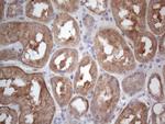 MTF1 Antibody in Immunohistochemistry (Paraffin) (IHC (P))