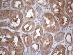 MTF1 Antibody in Immunohistochemistry (Paraffin) (IHC (P))