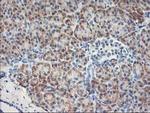 MTFMT Antibody in Immunohistochemistry (Paraffin) (IHC (P))
