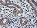 MTFMT Antibody in Immunohistochemistry (Paraffin) (IHC (P))