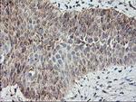 MTFMT Antibody in Immunohistochemistry (Paraffin) (IHC (P))