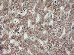 MTFMT Antibody in Immunohistochemistry (Paraffin) (IHC (P))