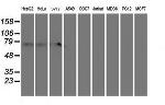 MTFMT Antibody in Western Blot (WB)