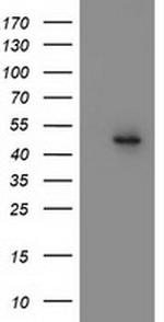 MTFMT Antibody in Western Blot (WB)