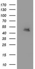 MTFMT Antibody in Western Blot (WB)
