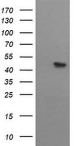 MTFMT Antibody in Western Blot (WB)