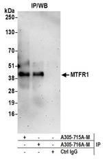 MTFR1 Polyclonal Antibody