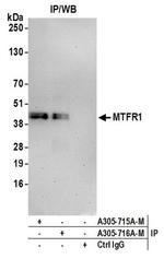 MTFR1 Polyclonal Antibody