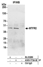 MTFR2 Antibody in Western Blot (WB)