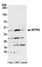MTFR2 Polyclonal Antibody