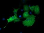 MTMR14 Antibody in Immunocytochemistry (ICC/IF)