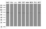 MTMR2 Antibody in Western Blot (WB)
