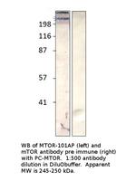 mTOR Polyclonal Antibody