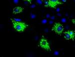 MTRF1L Antibody in Immunocytochemistry (ICC/IF)