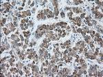 MTRF1L Antibody in Immunohistochemistry (Paraffin) (IHC (P))